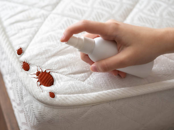 Best Ant Control Services  in Newark, IL